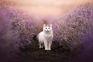 Solary - Tirage d'art