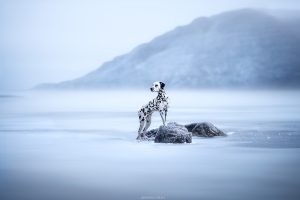 Stella - Tirage d'art