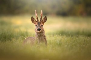 Brocard - Tirage d'art