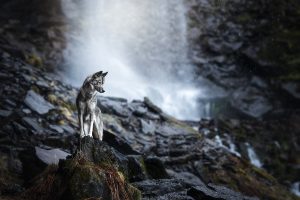 Neige - Tirage d'art